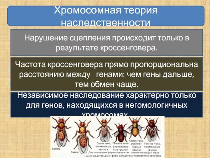 Кроссинговер при сцепленном наследовании. Хромосомная теория наследственности сцепленное наследование. Хромосомная теория в наследство. Теория томаса моргана. Каждая хромосома представляет собой группу сцепления.
