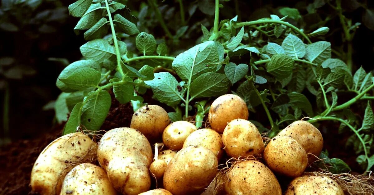 Картофель какая среда