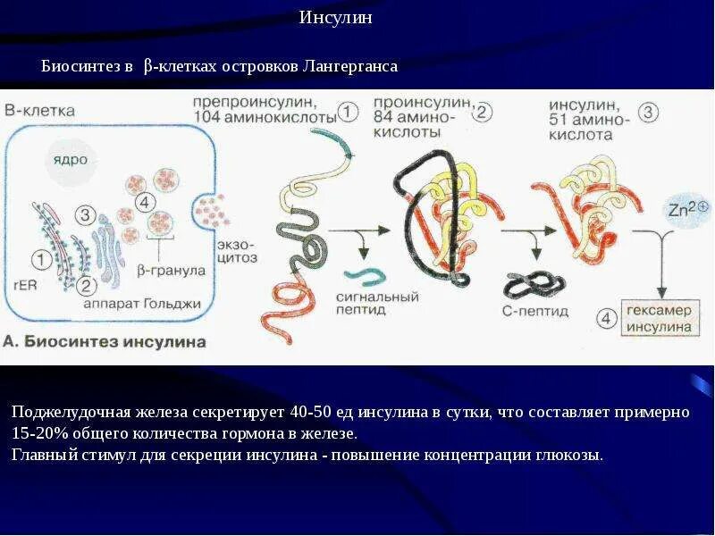 Инсулин синтезируется клетками островков лангерганса. Секреция инсулина биохимия. Инсулин, этапы синтеза инсулина. Этапы синтеза и секреции инсулина. Схема образования инсулина.