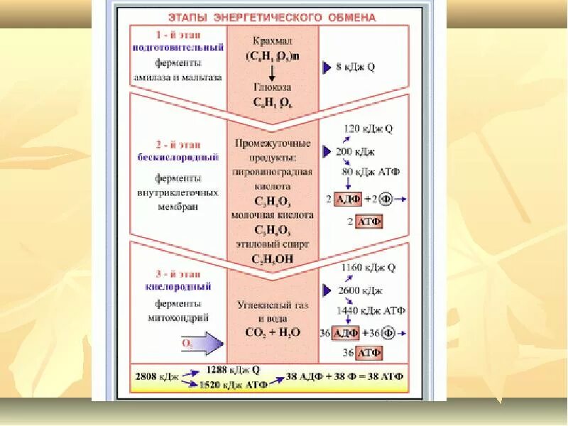 Кислородный этап энергетического обмена схема. Этапы энергетического обмена брожение. 3 Этап энергетического обмена схема. Этапы энергетического обмена таблица. 3 этап энергетического обмена происходит