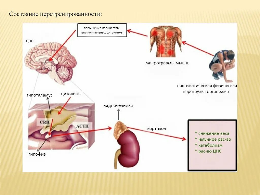 Для повышения цнс