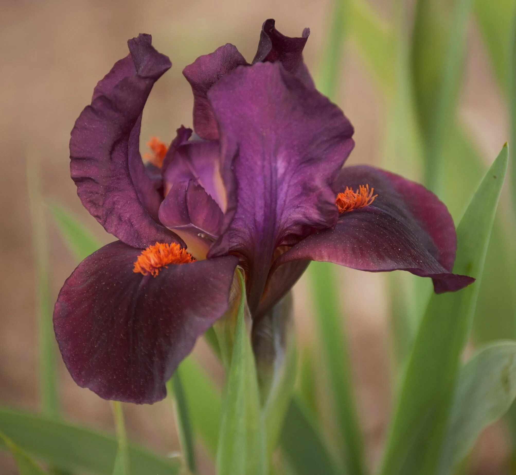 Iris slowed