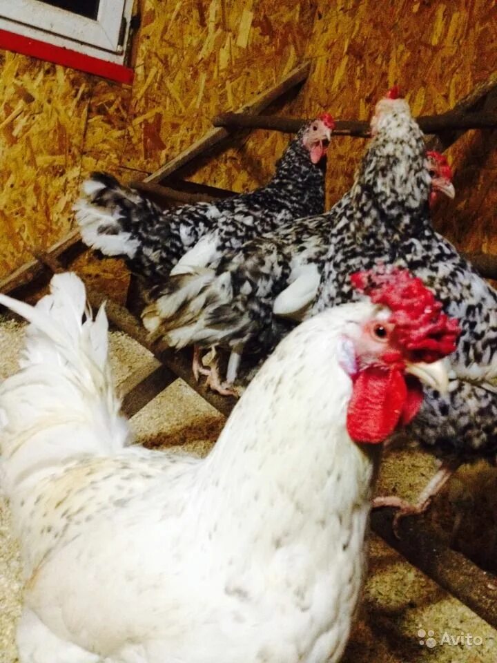 леггорн мраморный куры. порода курей пушкинские пестрый. куры несушки пушкинской породы. пушкинская порода кур питерской селекции. пушкинская порода кур описание характеристика.
