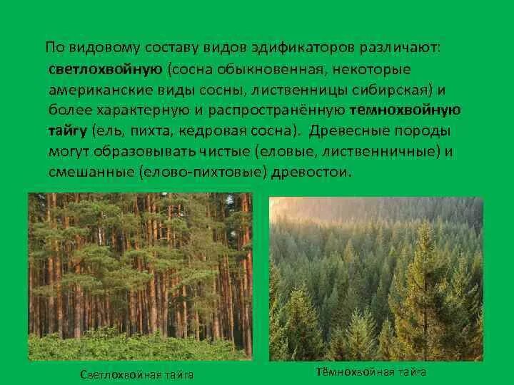 В этой природной зоне преобладают хвойные. Вид -эдификатор хвойного леса. Древесные породы тайги. Видовой состав соснового леса. Эдификаторы тайги.