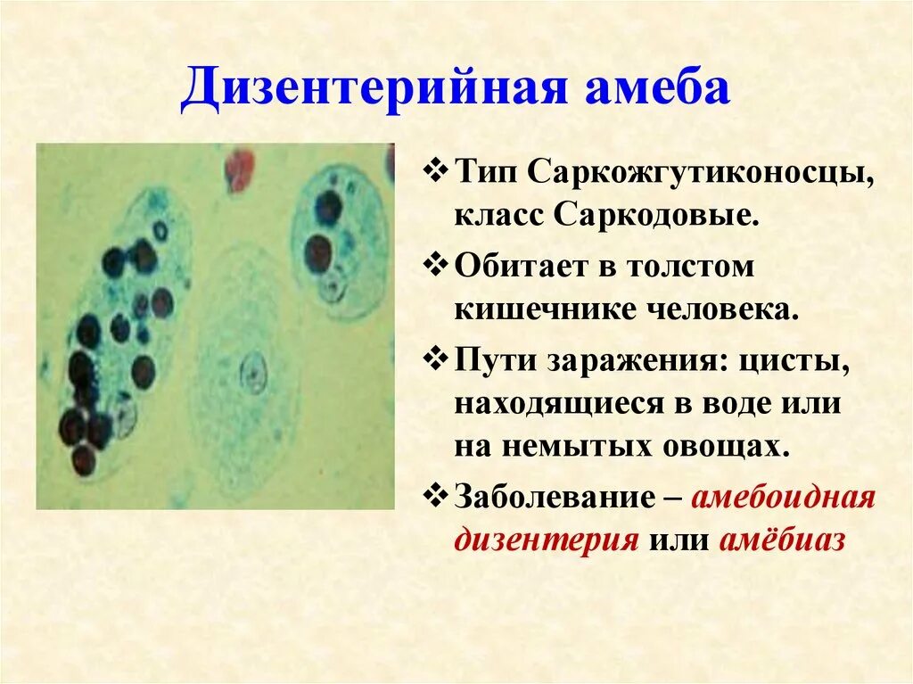 Заболевания простейших животных. Дизентерийная амеба классификация. Дизентерийная амеба Тип класс. Дизентерийная амеба Тип питания. Дизентерийная амеба место обитания.