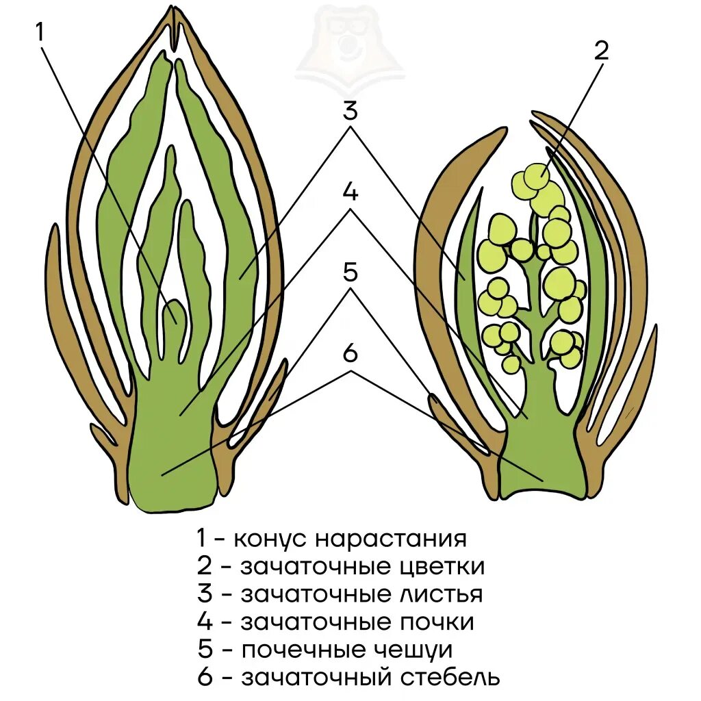 Где находится зачаточный лист. Почка это зачаточный побег. зачаточный стебель у генеративной почки. строение почки растения. строение цветочной почки.