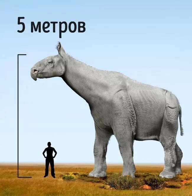 10 самых больших животных. Гигантский носорог Индрикотерий. Индрикотерий и слон. Самое крупное сухопутное животное на земле. Диноцераты.