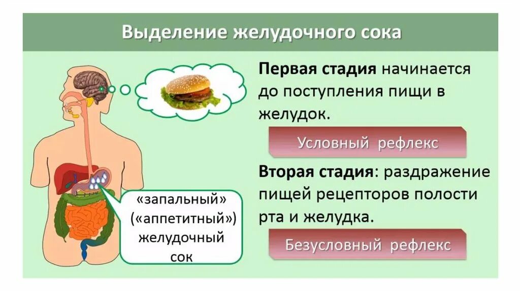 Почему выделяется желудок. Регуляция процессов пищеварения. Нервная и гуморальная регуляция пищеварительной системы. Регуляция пищеварения 8 класс презентация. Регуляция пищеварения гигиена питания.