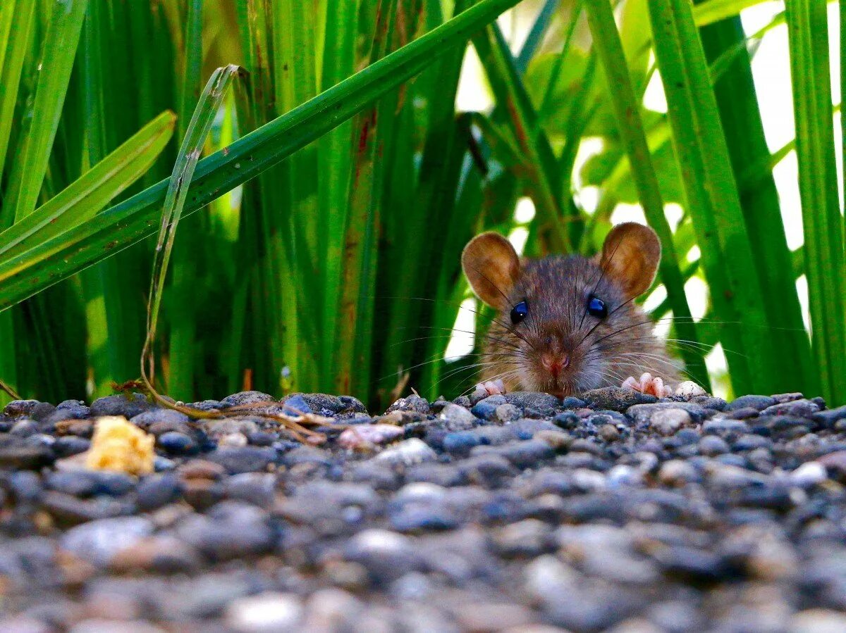 Мыши рабочий стол. Пальмовая крыса Мальдивы. Мышь. Мышка животное. Мышонок.