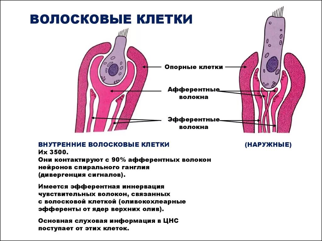 Волосковая клетка внутреннего уха. Волосковая клетка внутреннего уха строение. волосковые клетки внутреннего уха функции. рецепторные волосковые клетки расположены в. наружные волосковые клетки улитки.
