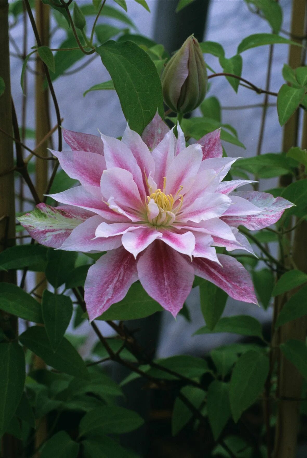 Клематис Андромеда. Клематис Clematis Andromeda. Клематис гибридный Андромеда. Клематис Андромеда (Andromeda).