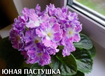 Молодые п т молодые п т