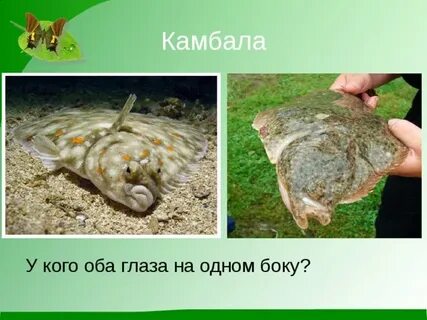 Бок бок ответ