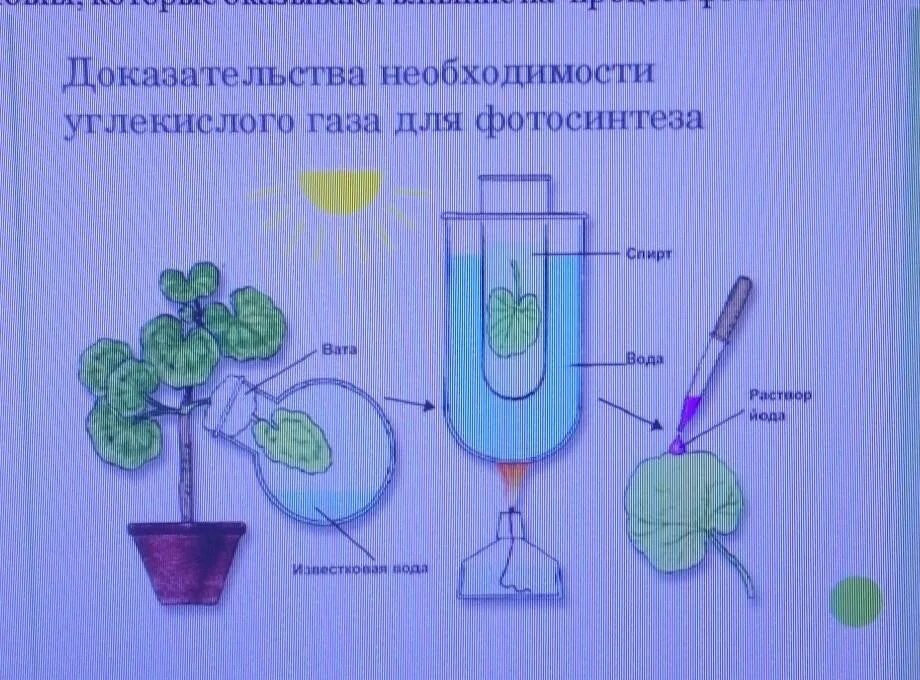 Опыт изображенный на рисунке служит доказательством фотосинтез. Опыт доказывающий необходимость углекислого газа для фотосинтеза. Необходимость для процесса фотосинтеза опыт изображенный. Необходимость углекислого газа для фотосинтеза. Опыт доказывающий необходимость воды для фотосинтеза.