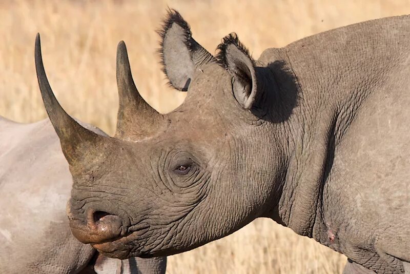 Кожа носорога. Глаза носорога. Страшный носорог. Шкура носорога.