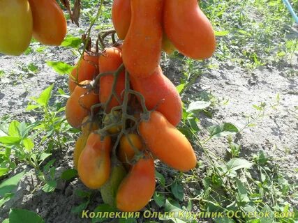 Томат коктебель