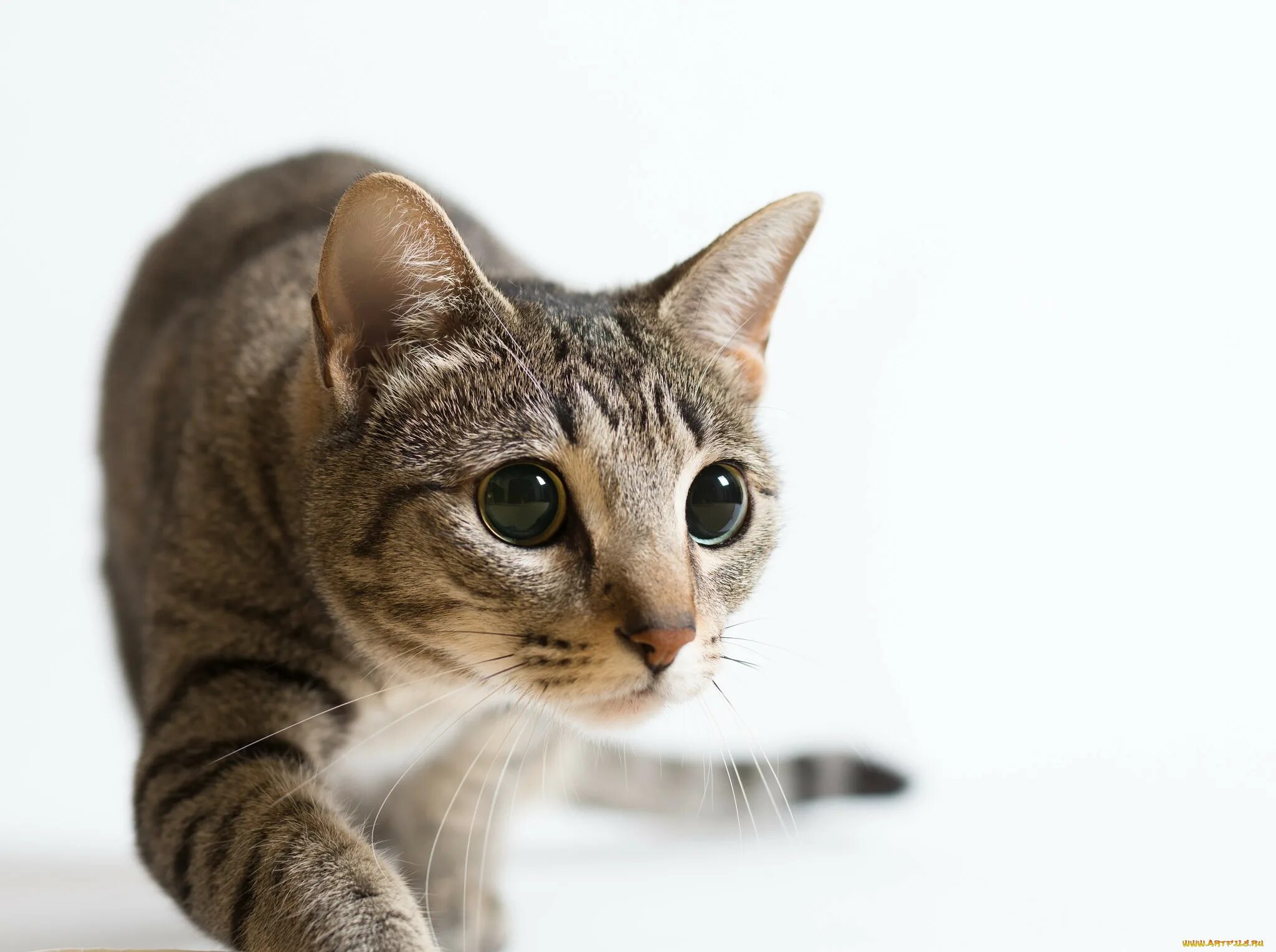 Кот 0. Ушки котика. фото ушей кота на белом фоне.