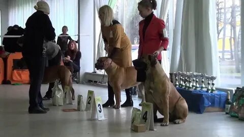 Монопородная выставка такса электросталь