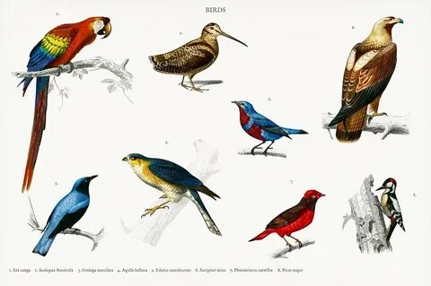 Bird example