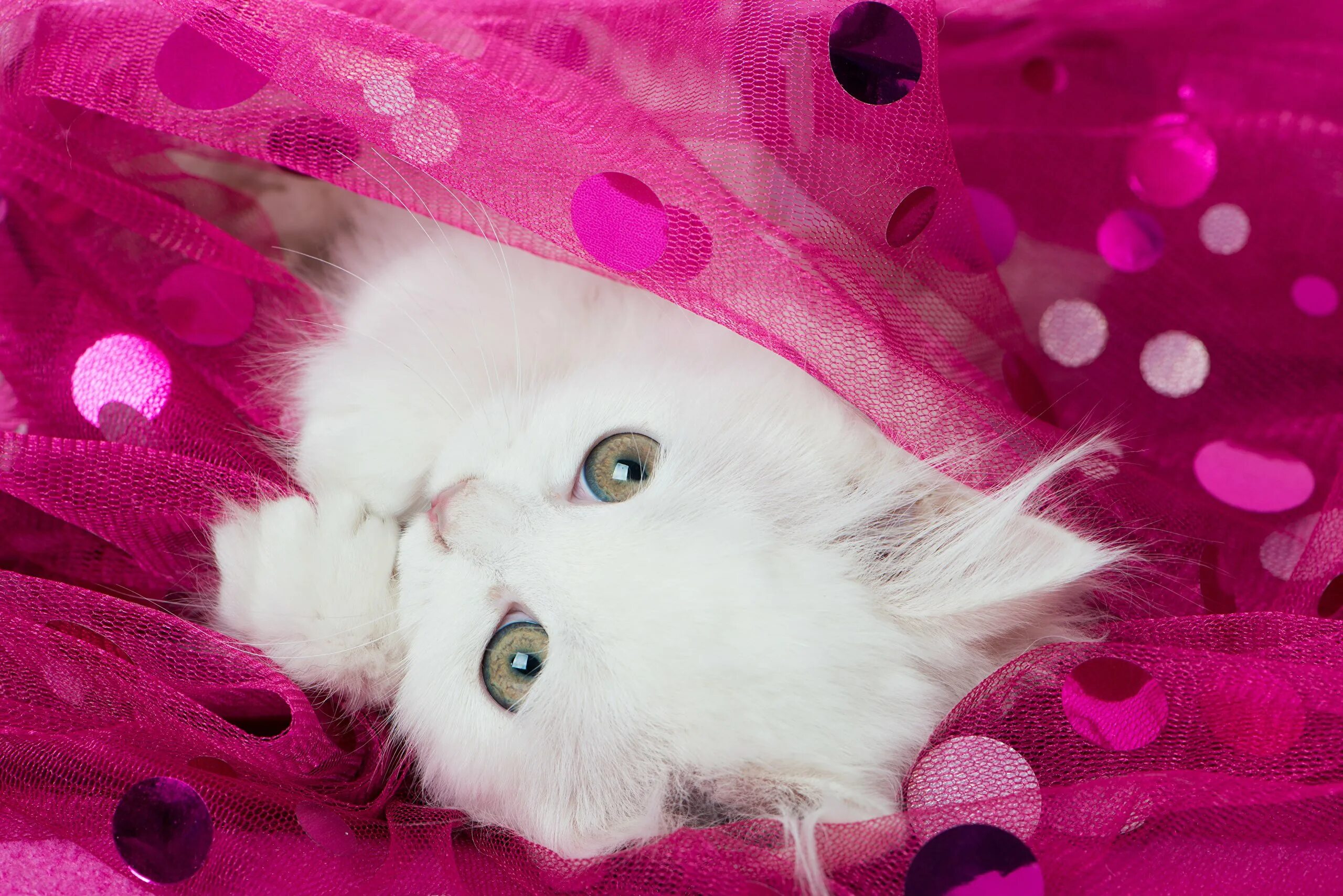 Милые кошки. Красивые котики. Розовый котенок. Милый котенок на розовом фоне.