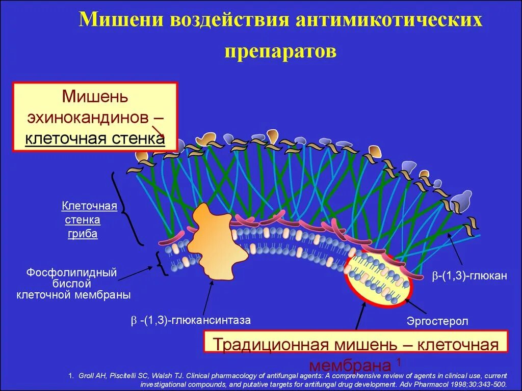 Клеточной мембране клетки грибов. Механизм действия противогрибковых средств. Клеточная стенка грибов эргостерол. Механизм действия противогрибковых препаратов. Синтез эргостерола у грибов.