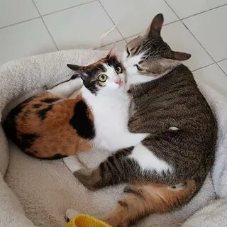 Уживаются 2 кошки