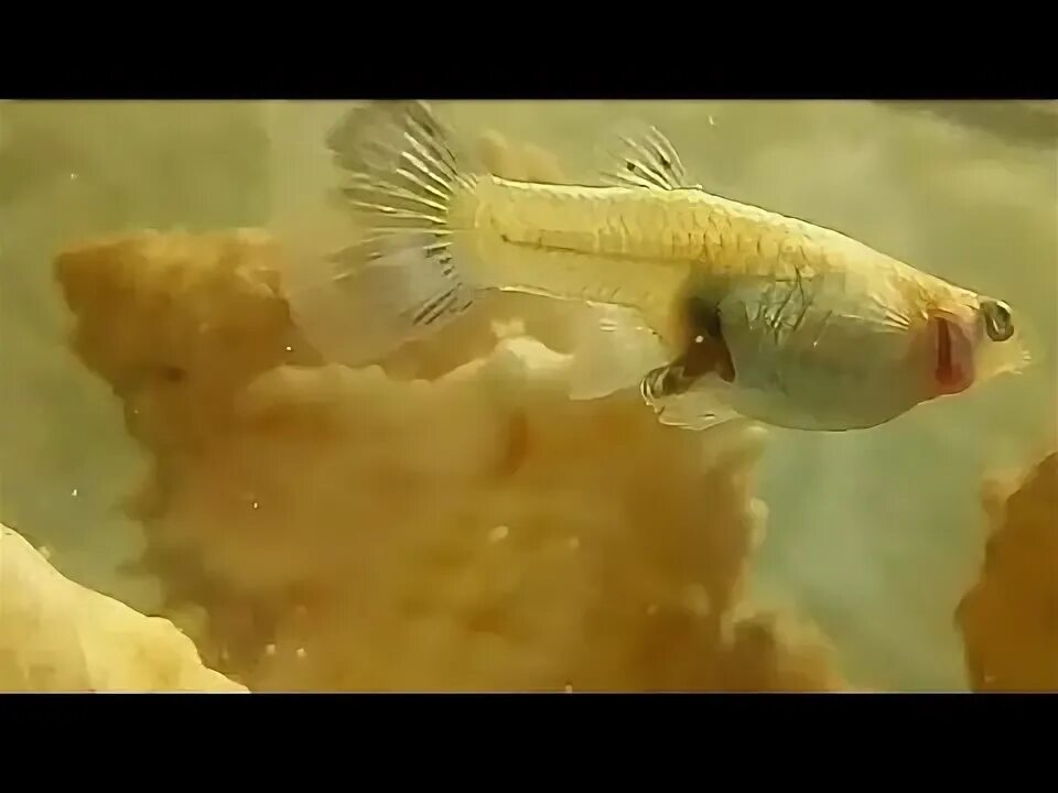 Гуппи рожает!!!!!!! Смотреть всем и до конца. YouTube