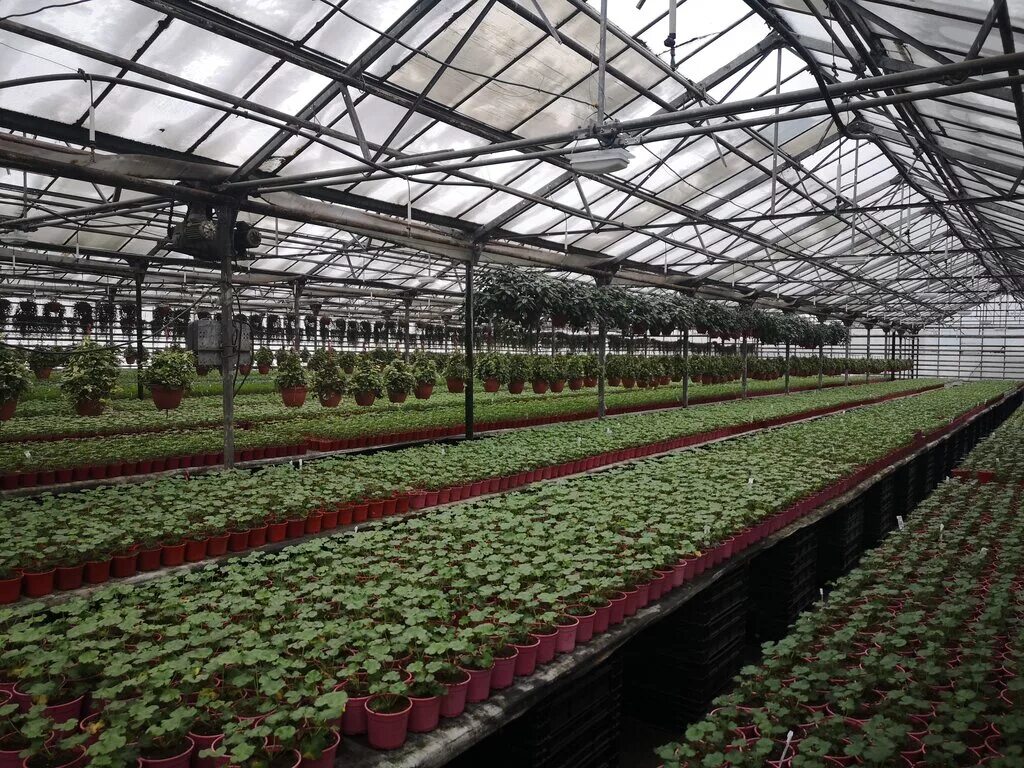 Московская область деревня островцы подмосковная улица 5/2. Садовый центр островцы. Березовая аллея 3 химки. Островцы подмосковная 22а теплица 101. Поселок каменушка кленовая аллея 3.