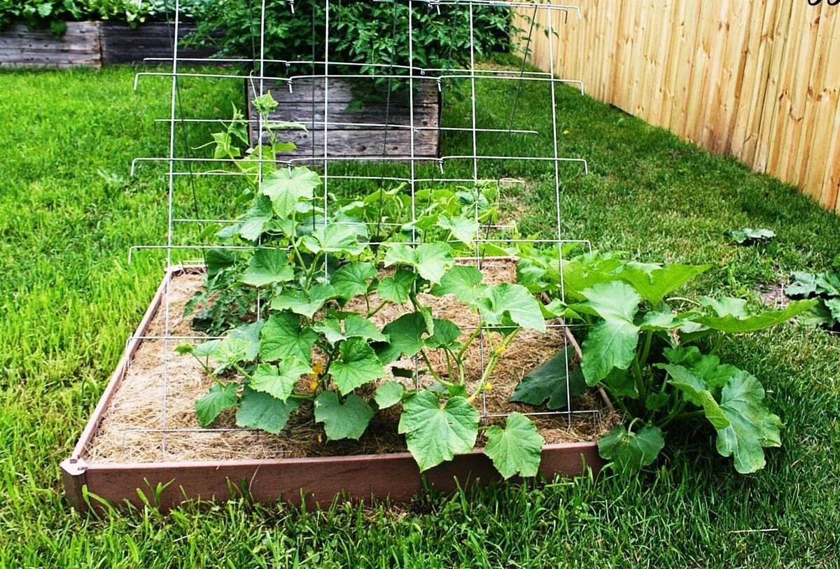 открытую грядку. открытую грядку. грядка огородная. ограждение для грядок. деревянные грядки.