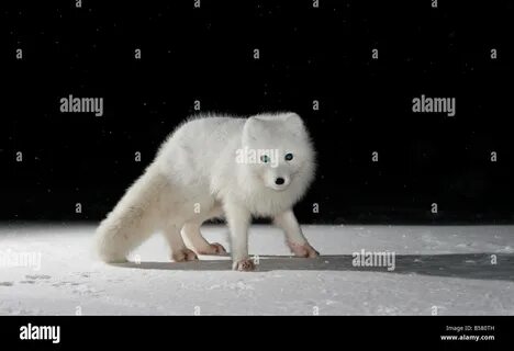 Цвет песца