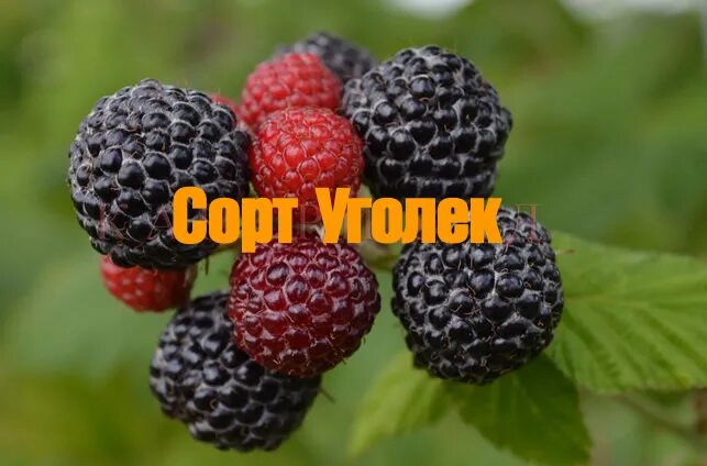 Малина уголек описание сорта фото