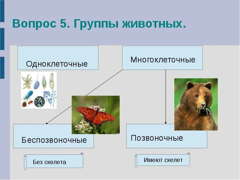 Царство животных. Одноклеточные и многоклеточные животные. Царство животные одноклеточные и многоклеточные. В царстве животных. Разнообразие многоклеточных животных.