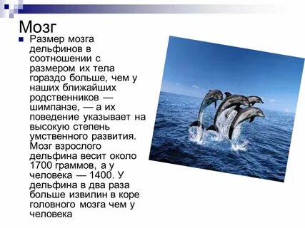 Дельфин описание