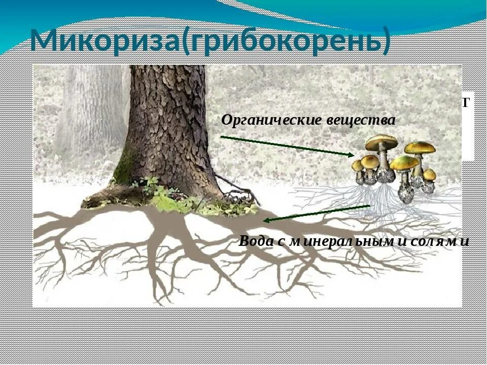 Какой гриб является микоризным для сосны. Микориза симбиоз гриба и растения. строение гриба микориза. микориза грибокорень. микориза гриба представляет.