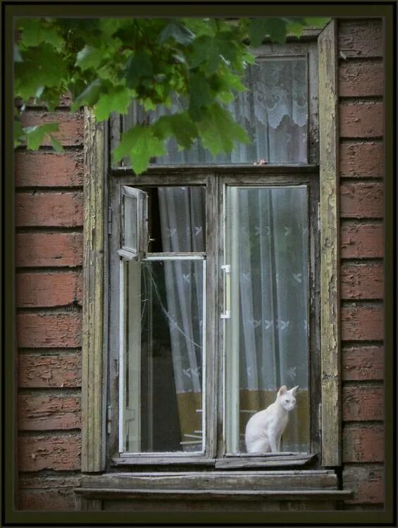отражение в окне природа. пейзаж в окне. ночное окно. две страницы в окне. две страницы в окне.