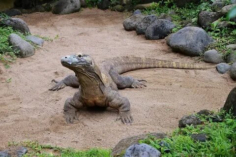 Comodo dragon