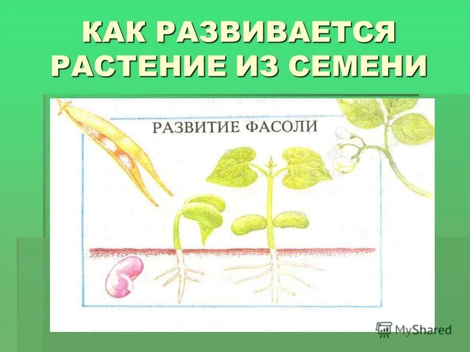 Семенами размножается растения имеющие