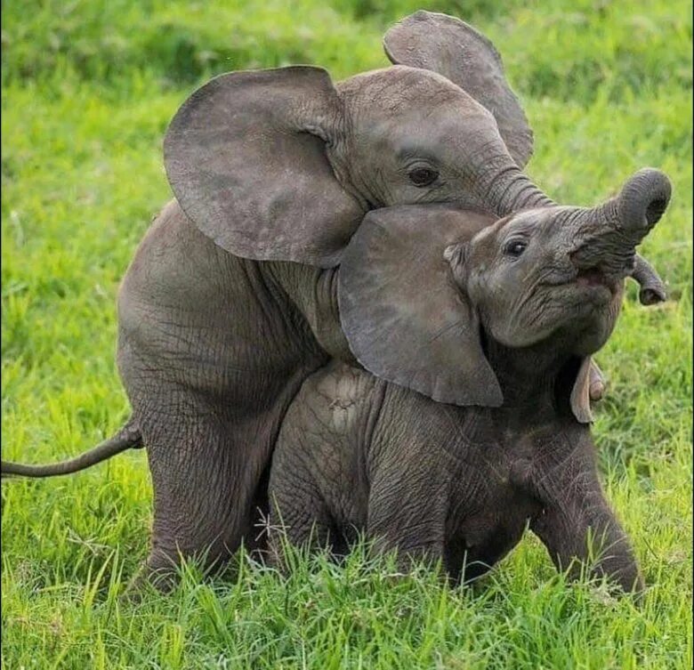 Слоненок. Милые слоны. Слоны обнимаются. Красивый Слоник. Sister elephant