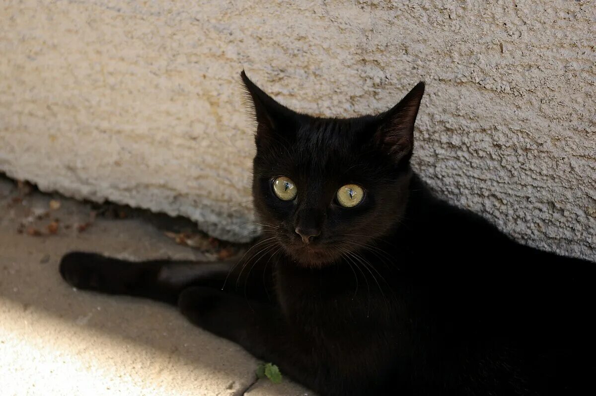 Черный кот селфи. Кот Радеменес. Чорна кiшка. Польский черный кот Радеменес.