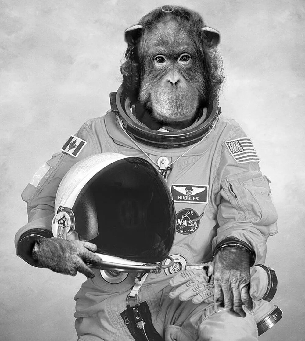 Обезьяна полетела в космос. Шимпанзе Хэм космонавт. Миссис Бейкер обезьяна космонавт. Обезьяна в скафандре.