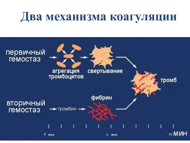 Механизм электролитной коагуляции. Механизм коагуляции электролитами. Механизм процесса коагуляции. Стадии коагуляции механизм.