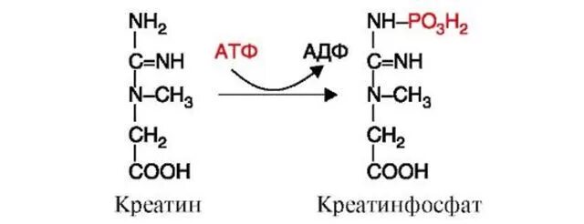 Кк общий. Реакция катализируемая креатинфосфокиназой. Креатинкиназа катализирует реакцию. Реакция образования креатина и креатинфосфата. Синтез креатина и креатинфосфата биохимия.