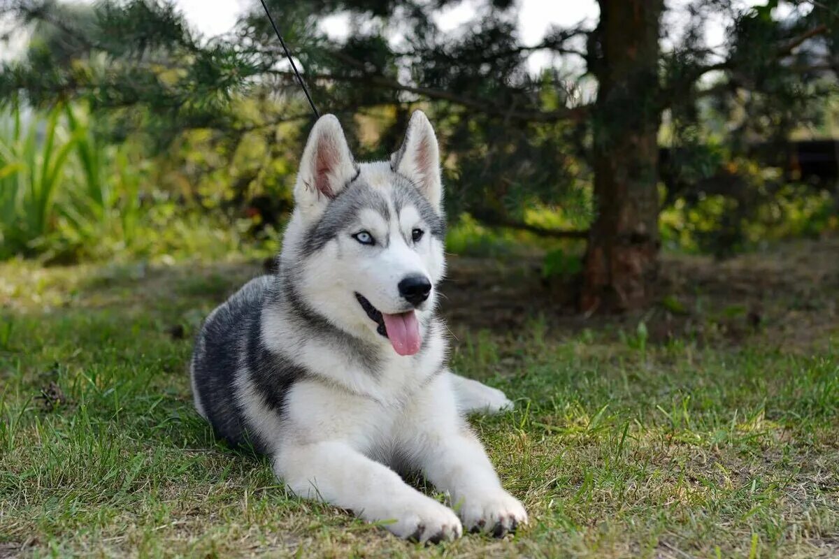 Породистые края. Сибирский хаски. Сибирский хаски / Siberian Husky. Сибирская лайка хаски. Сибирский заск и.