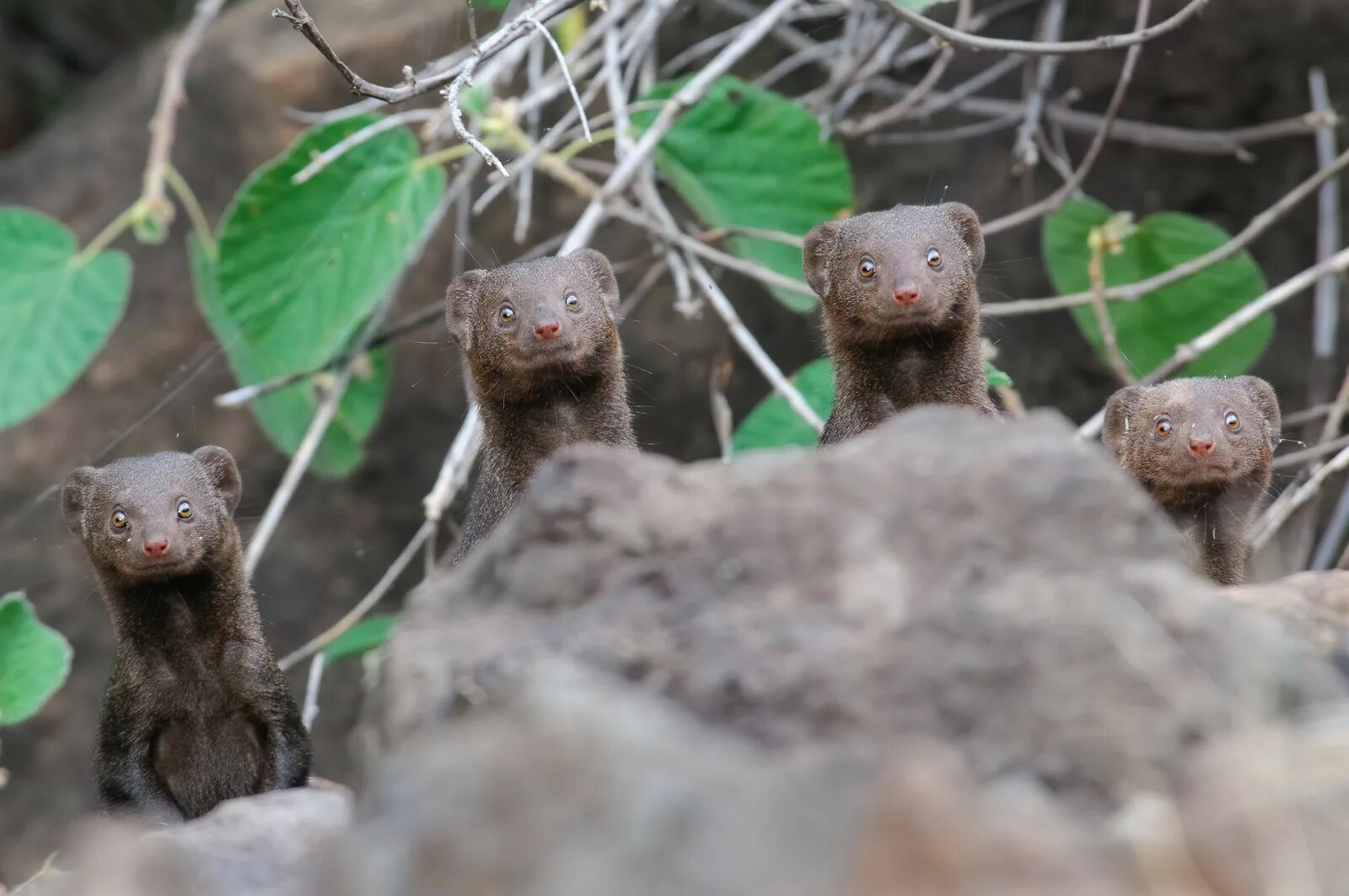 Конкурса comedy wildlife photography awards. Древесный енот олинго. Comedy wildlife photography awards 2021. Летучий кускус. Австралийский летучий кускус.