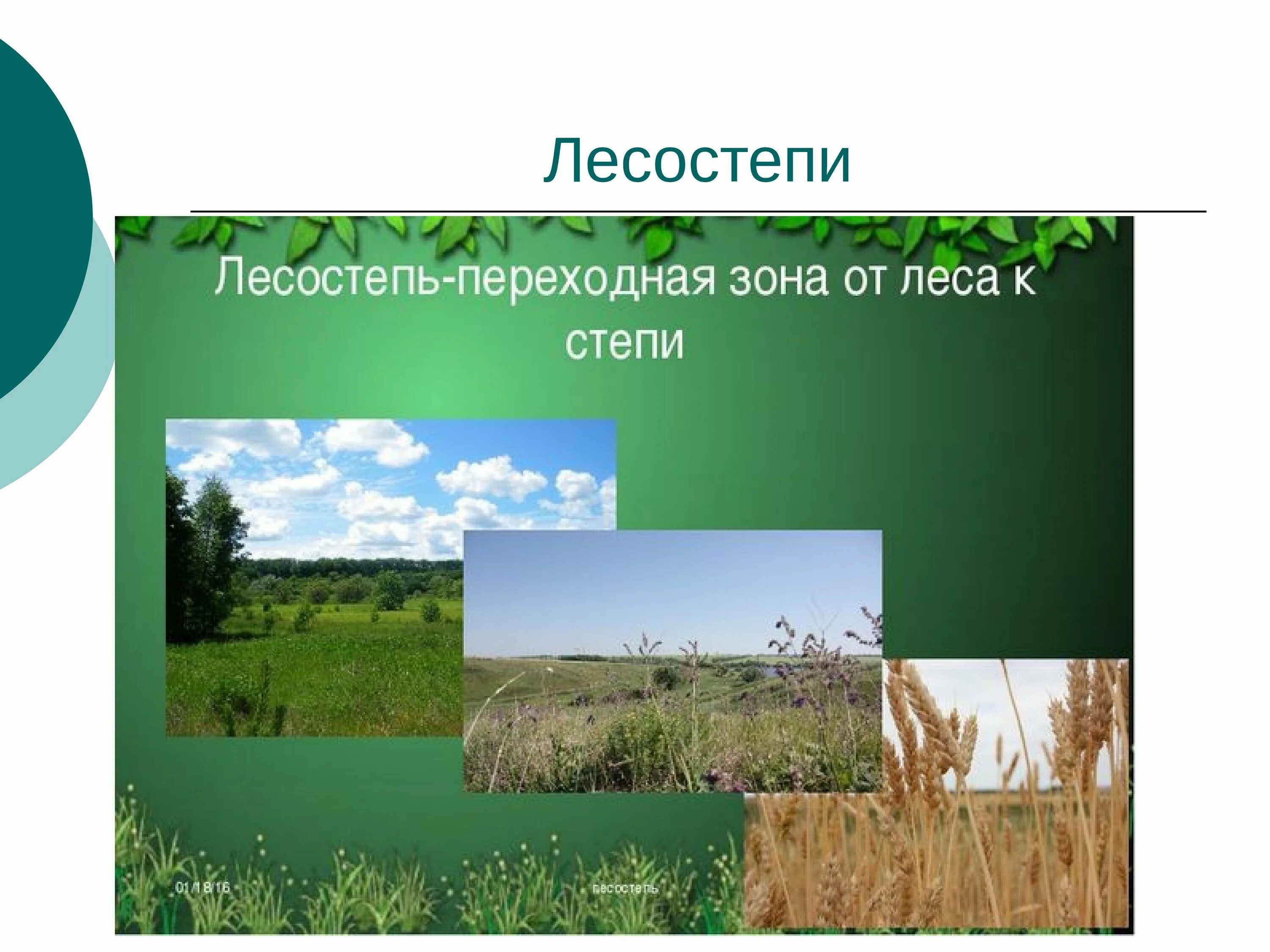 Лесостепь россии урок. Зона лесостепей России растительность. Природные зоны России степи и лесостепи. Растения в России в зоне лесостепь. Растения зоны степи лесостепи в России.