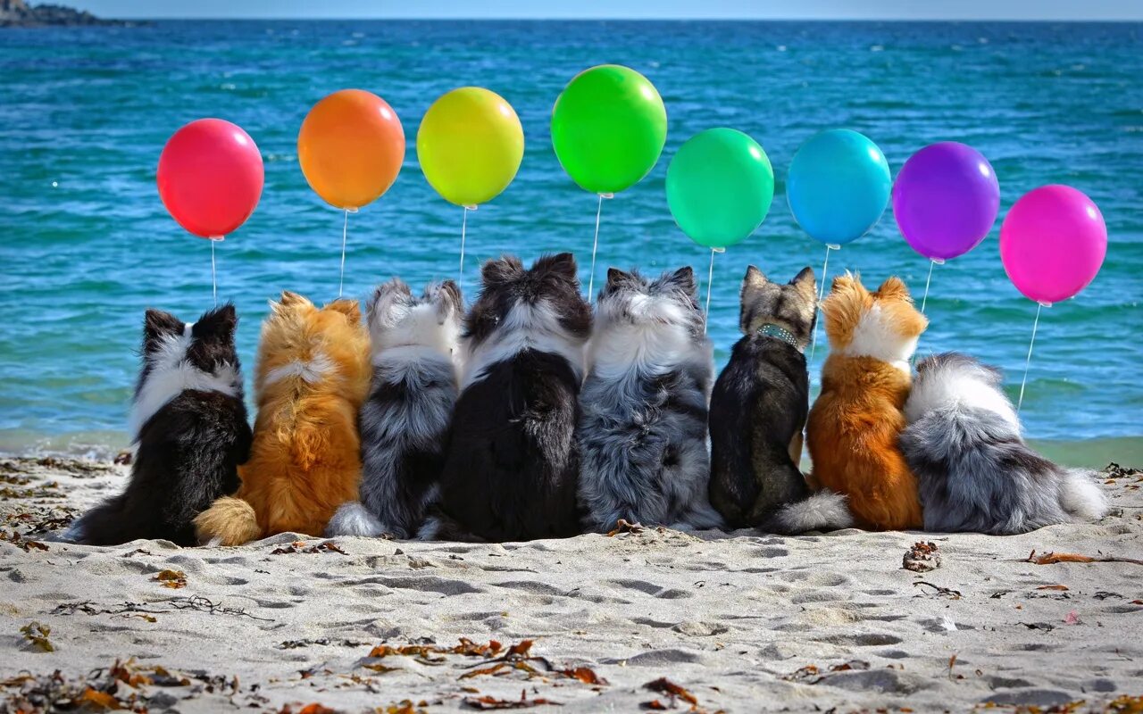 Кошка с воздушными шариками. С днем рождения море. Шарики воздушные животные. Животные моря. Животные с воздушными шарами.