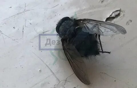 Большие черные мухи в доме