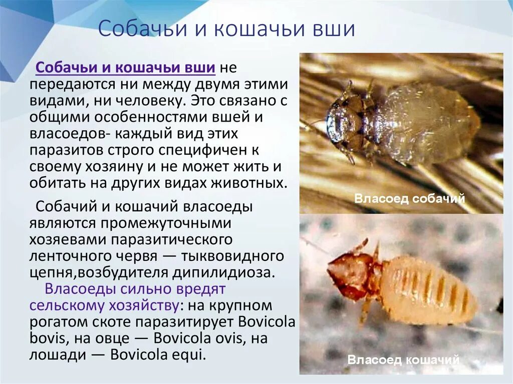 Вши от животных людям