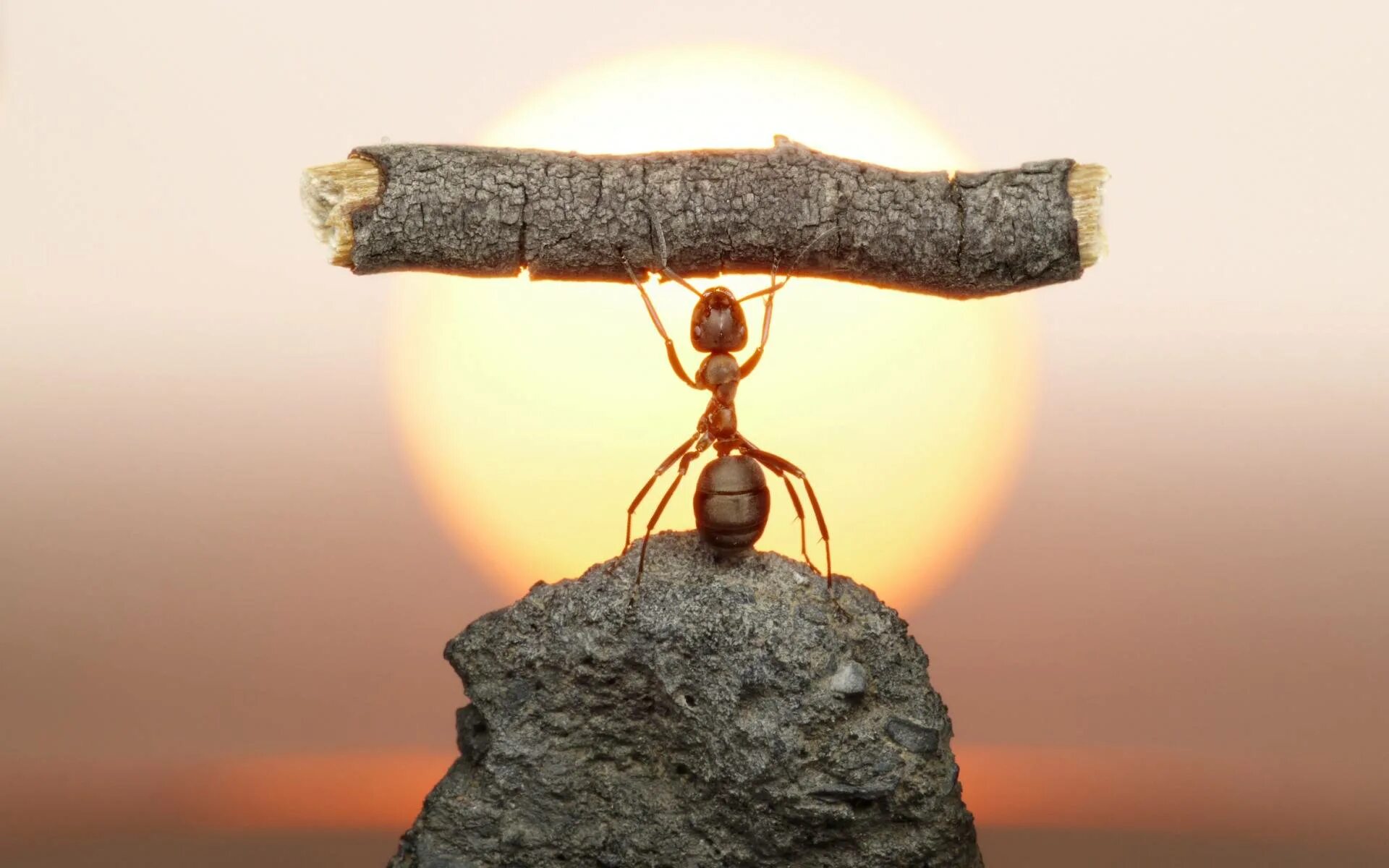 Обои с глубоким смыслом. Надежда на лучшее будущее. Креативный парень. Работа без смысла. Личностный рост и саморазвитие.