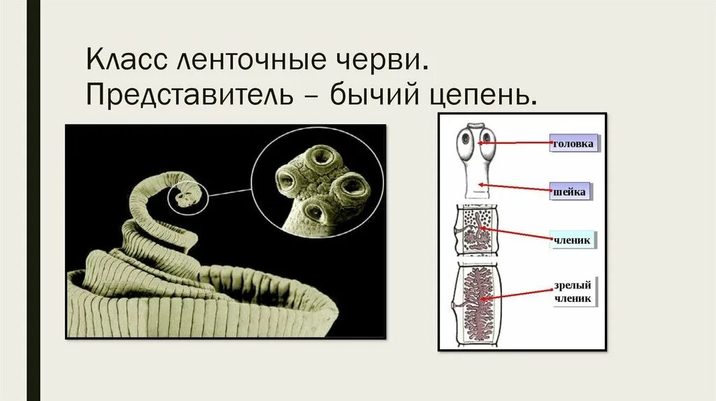 Ленточные и плоские черви. Класс ленточные черви (Cestoda). Бычий цепень представитель класса ленточные. Ленточные черви бычий цепень. Бычий цепень представитель класса ленточные черви.